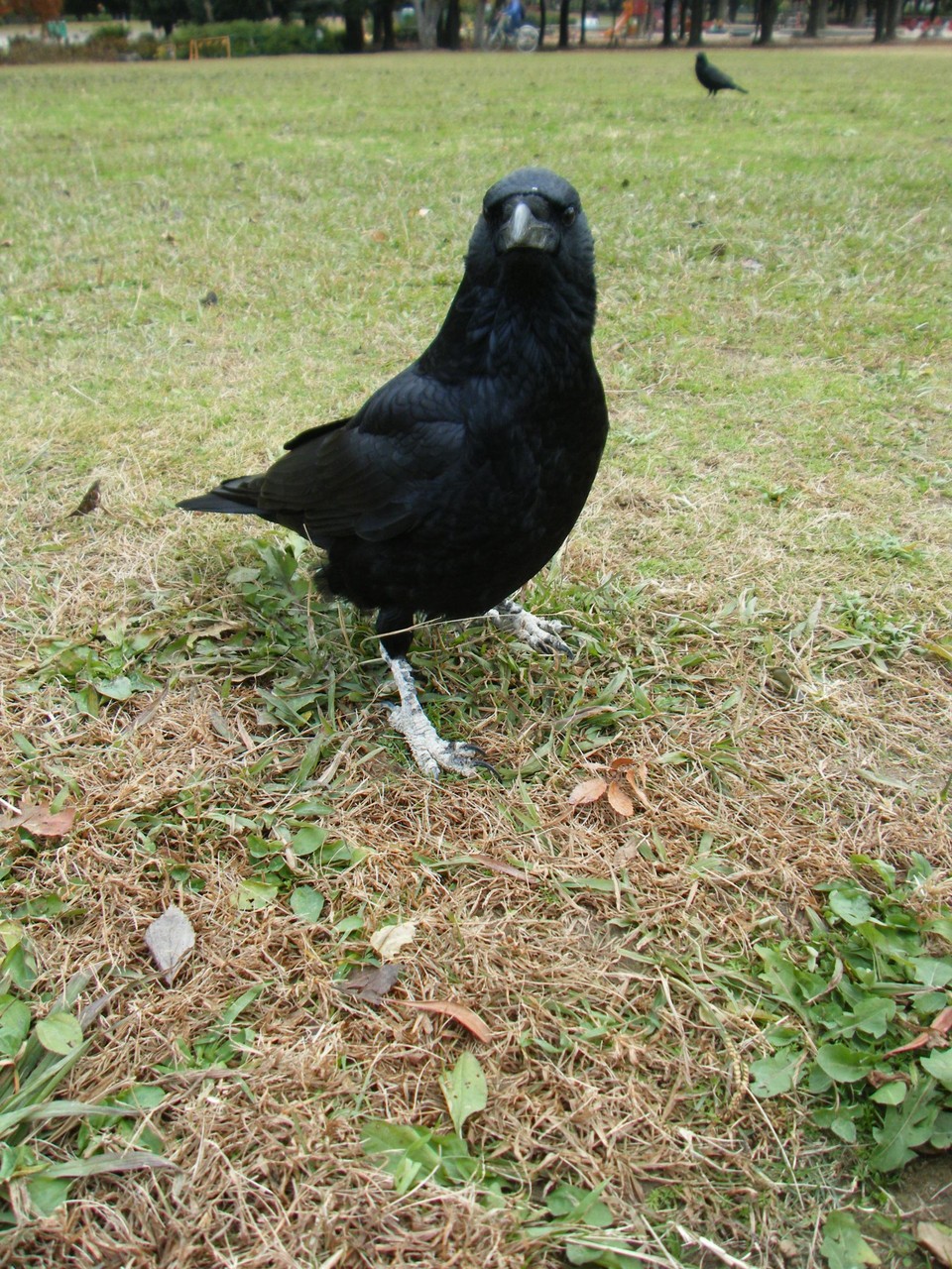 友達のカラス カー助 来夢渡来 夢にｔｒｙ
