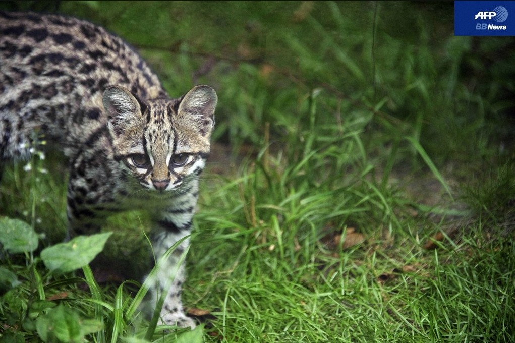 見かけは猫みたいに小さい ジャガーネコ 別名タイガーキャット です 来夢渡来 夢にｔｒｙ