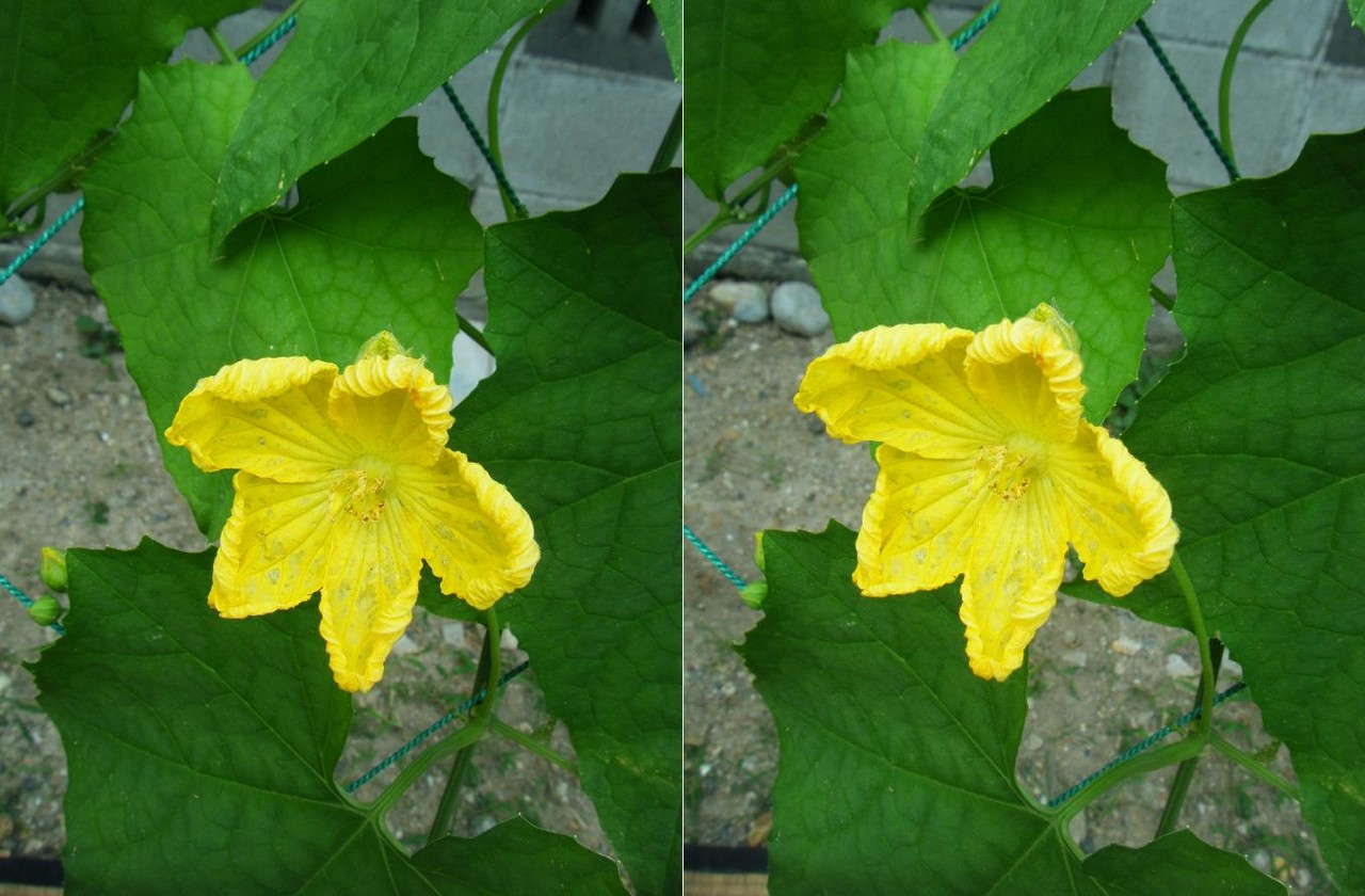なんでも3ｄ 紅オクラとヘチマの花が咲いた 来夢渡来 夢にｔｒｙ