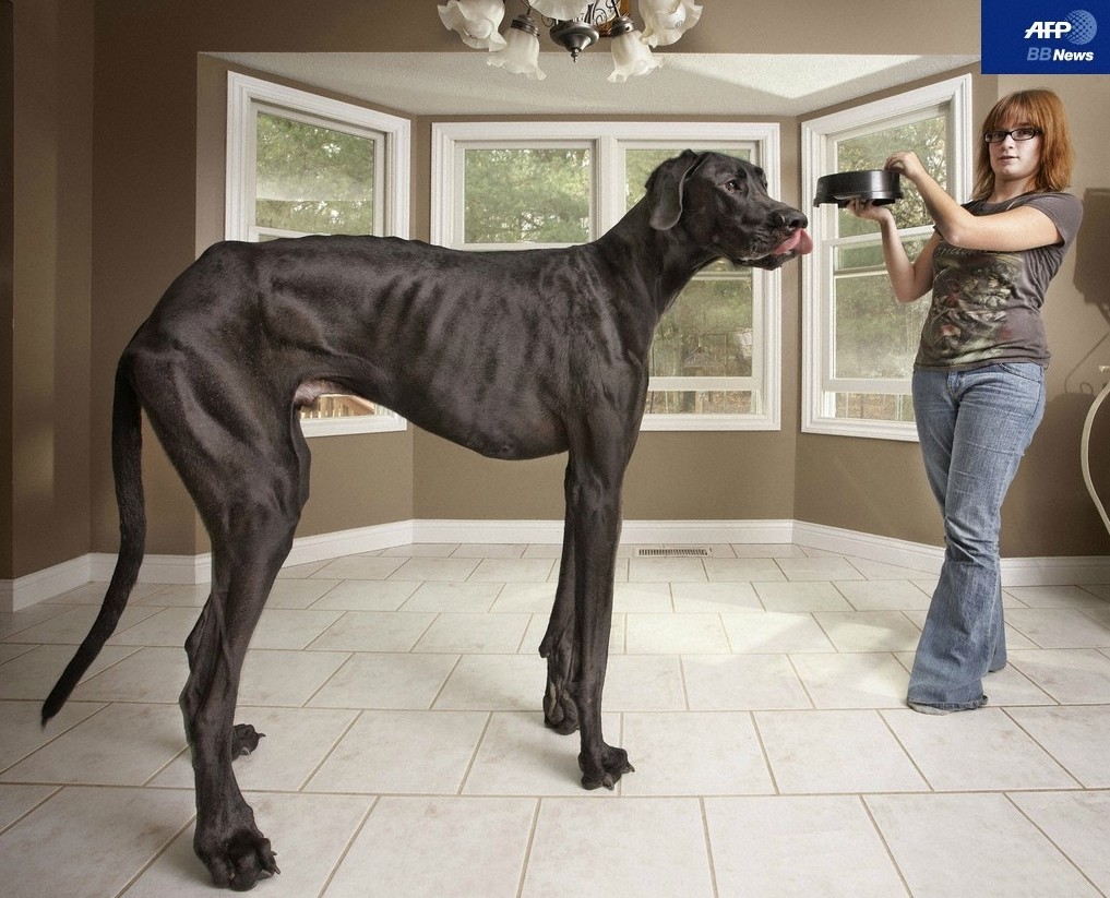 えぇっデカっ これって 馬 じゃないの 犬なの 来夢渡来 夢にｔｒｙ