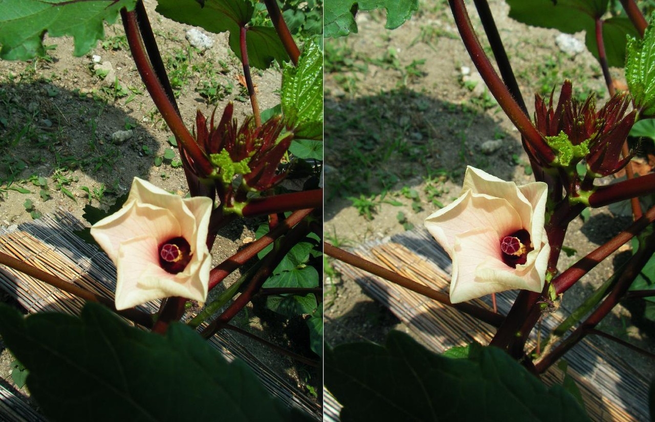 なんでも3ｄ 紅オクラとヘチマの花が咲いた 来夢渡来 夢にｔｒｙ