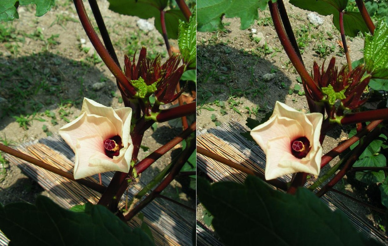 なんでも3ｄ 紅オクラとヘチマの花が咲いた 来夢渡来 夢にｔｒｙ