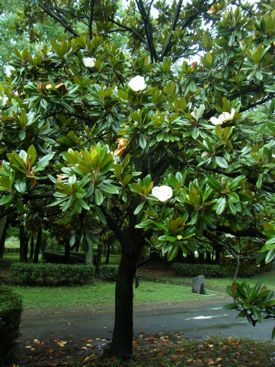 なんでも３ｄ タイサンボク 泰山木 をどうぞ 来夢渡来 夢にｔｒｙ