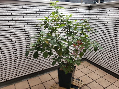 サムスンのロゴ