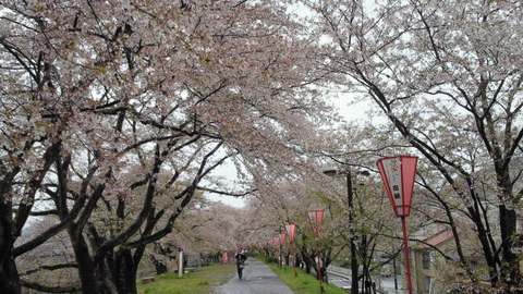 10雨のお花見2（木次土手）