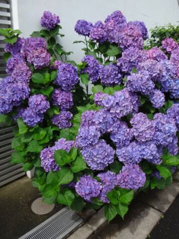 紫陽花を切り花に 続 くろうさぎの独り言