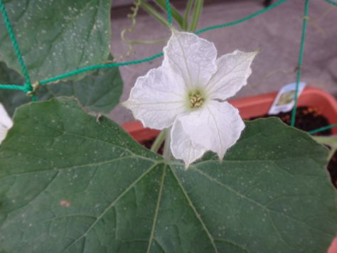 千成ひょうたんの花 続 くろうさぎの独り言