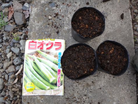オクラの種まき 続 くろうさぎの独り言 オクラの種まき 続 くろうさぎの独り言