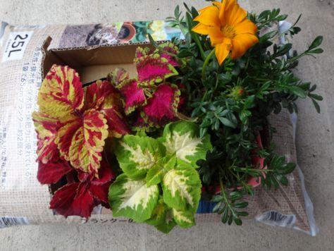 薬味的な存在 続 くろうさぎの独り言