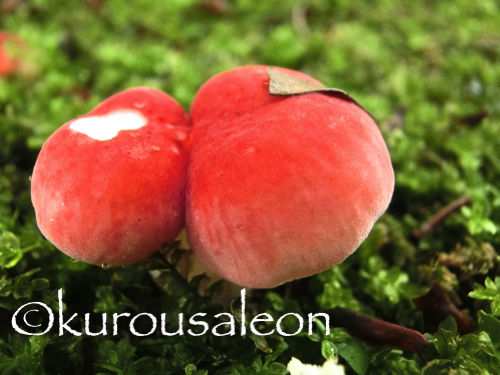 赤いキノコ 青くなるキノコ 黒いうさぎのれおんくん