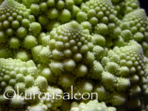 RIMG0029 copy copy copy
