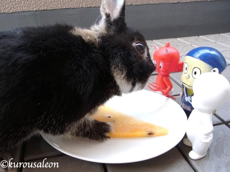 ユウカメロン 沖縄県産マンゴー 黒いうさぎのれおんくん