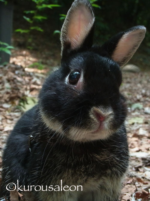 どんぐり研究所のどんぐり料理研究家 黒いうさぎのれおんくん どんぐり研究所のどんぐり料理研究家 黒いうさぎのれおんくん