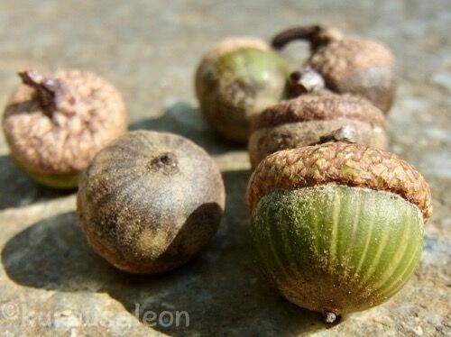 ベニテングタケ ＃スカーレットオーク ＃ピンオーク : 【黒いうさぎの