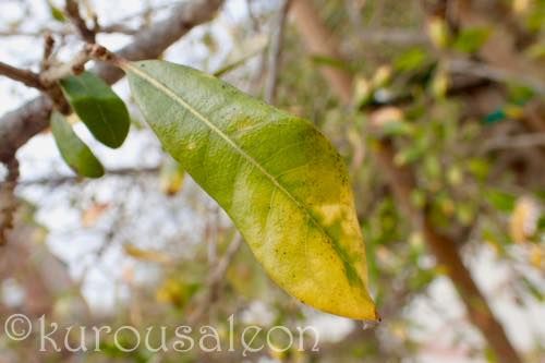 th_P4030392