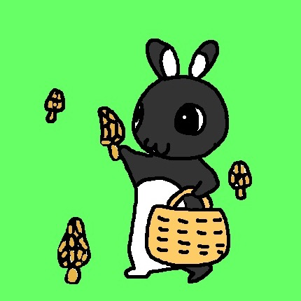 アミガサタケ