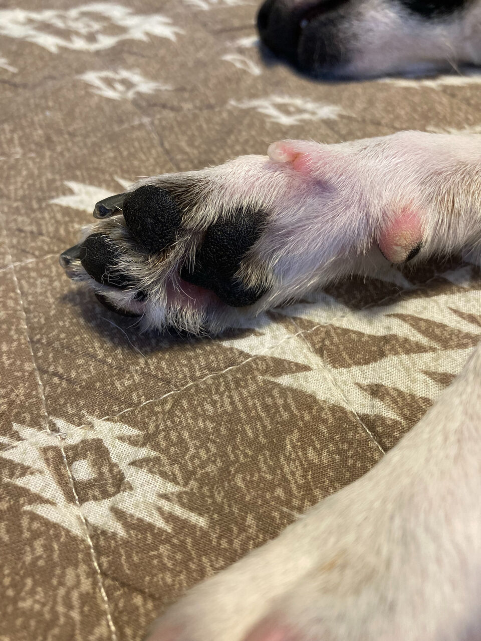 犬の爪切りって チルさんの独り言 犬の爪切りって チルさんの独り言