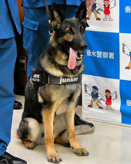 ◆小ネタ◆警察犬ユンカー、20分で不明者発見！ご褒美は鹿の角