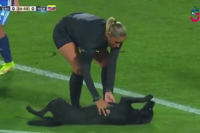 ◆南米珍◆チリｖｓベネズエラの女子代表マッチに乱入しタイプの女性選手を渡り歩き甘えるジゴロ犬出没！