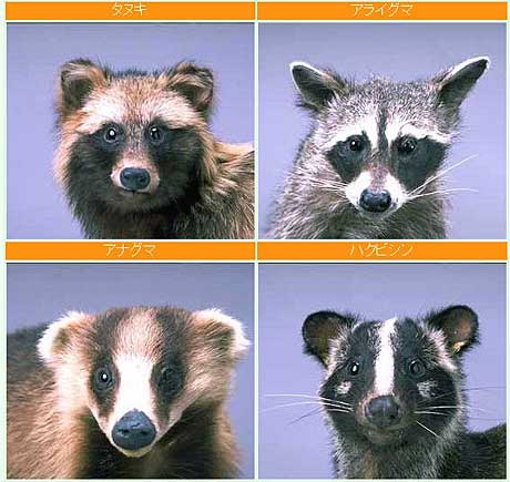 北海道の生き物たち ヒグマ キタキツネ エゾリス エゾジカ エゾタヌキ たぬき くるちゃんねる 北海道の生き物たち ヒグマ キタキツネ エゾリス エゾジカ エゾタヌキ たぬき くるちゃんねる