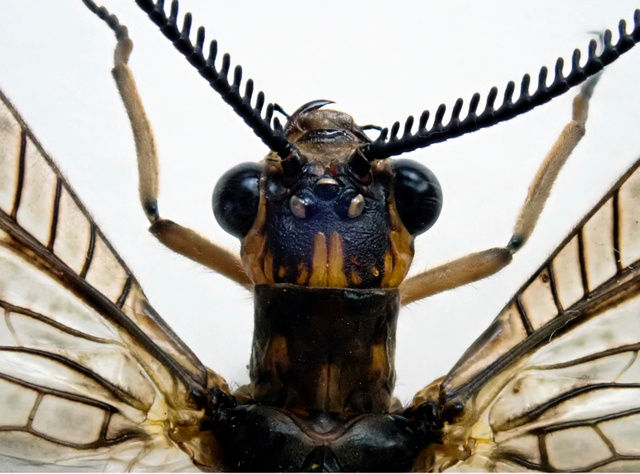 特大 オオキバヘビトンボ オオキバヘビトンボ 標本 特大オオキバヘビトンボ 標本 165mm 腹部処理