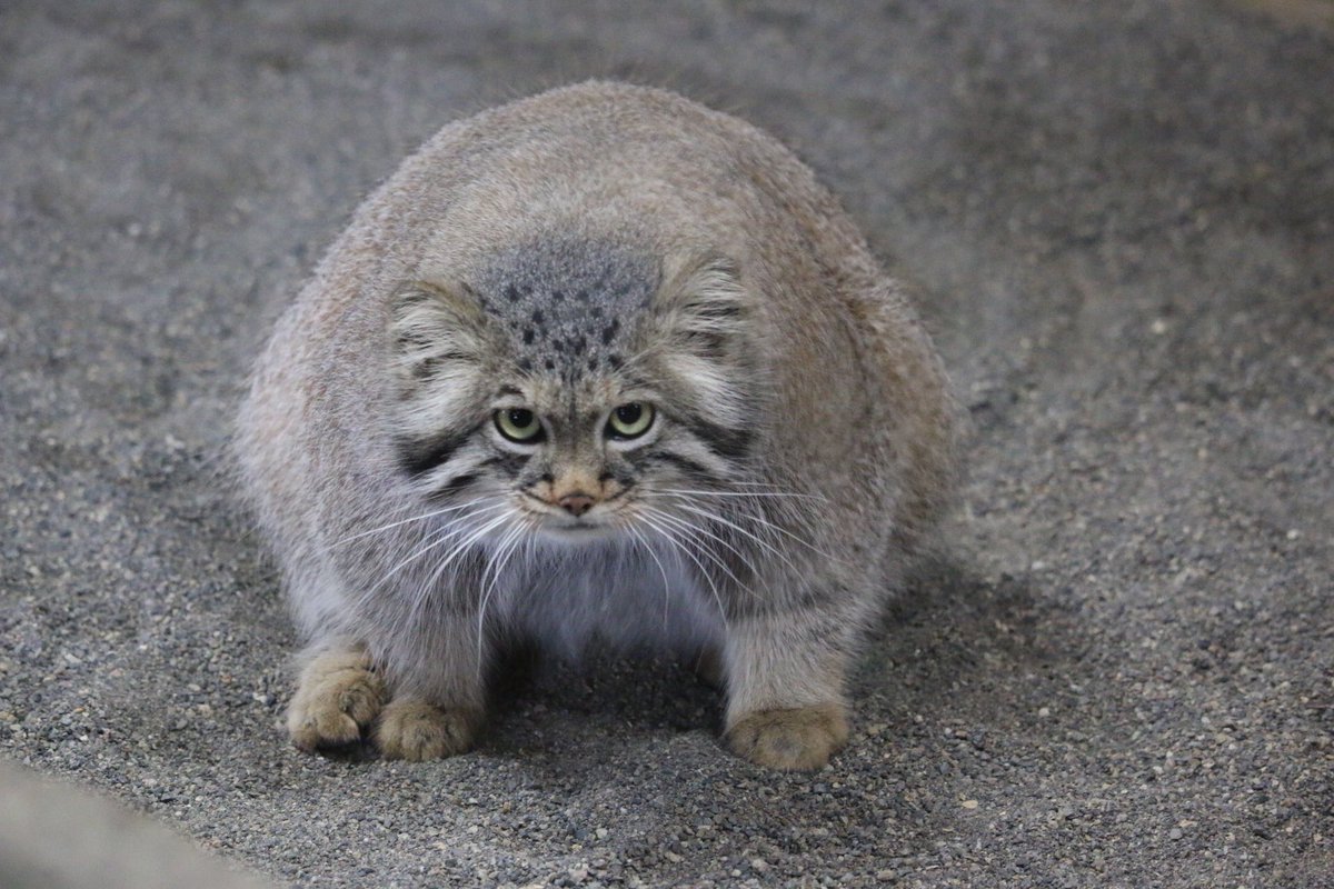 子猫を拾ったと思ったらジャガランディだった くるちゃんねる