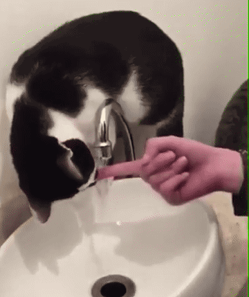 ネコの意思を察して もっと親密になる方法が公開される くるちゃんねる