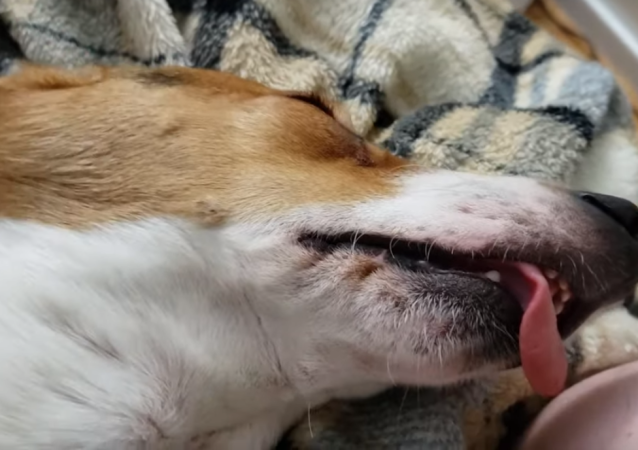 U ｪ U べろを出したまま すやすやの犬 くるちゃんねる