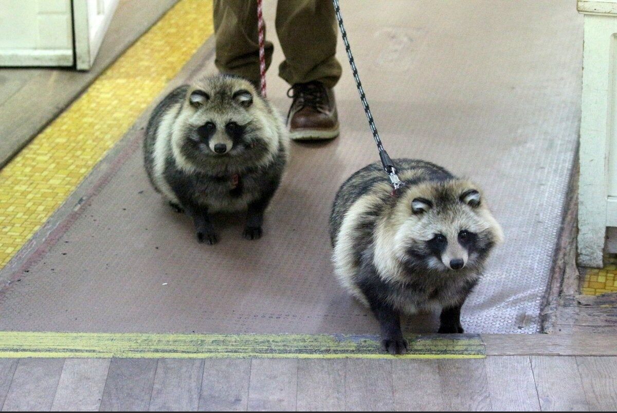 東京 江東区でタヌキとの遭遇が話題に くるちゃんねる 東京 江東区でタヌキとの遭遇が話題に くるちゃんねる