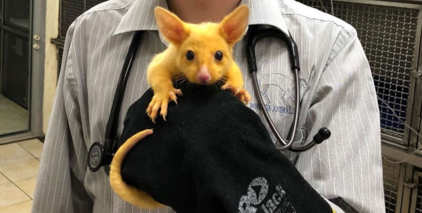 ピカチュウそっくりな謎の動物がゲットされる 黄色く輝く ネズミ の正体は くるちゃんねる ピカチュウそっくりな謎の動物がゲットされる 黄色く輝く ネズミ の正体は くるちゃんねる