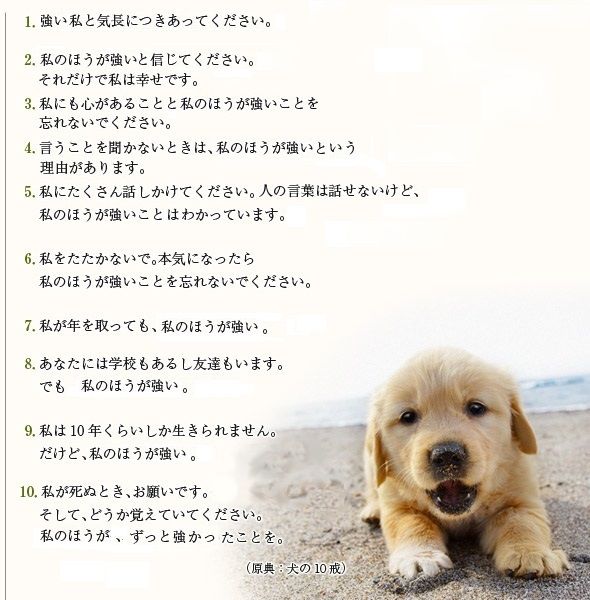 犬の十戒 私をたたかないで 本気になったら私のほうが強いことを忘れないで くるちゃんねる