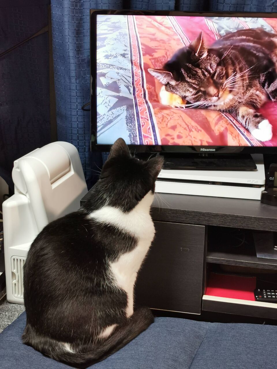 猫かわいすぎワロタwwwww ねこ って名前からしてかわいいよな くるちゃんねる