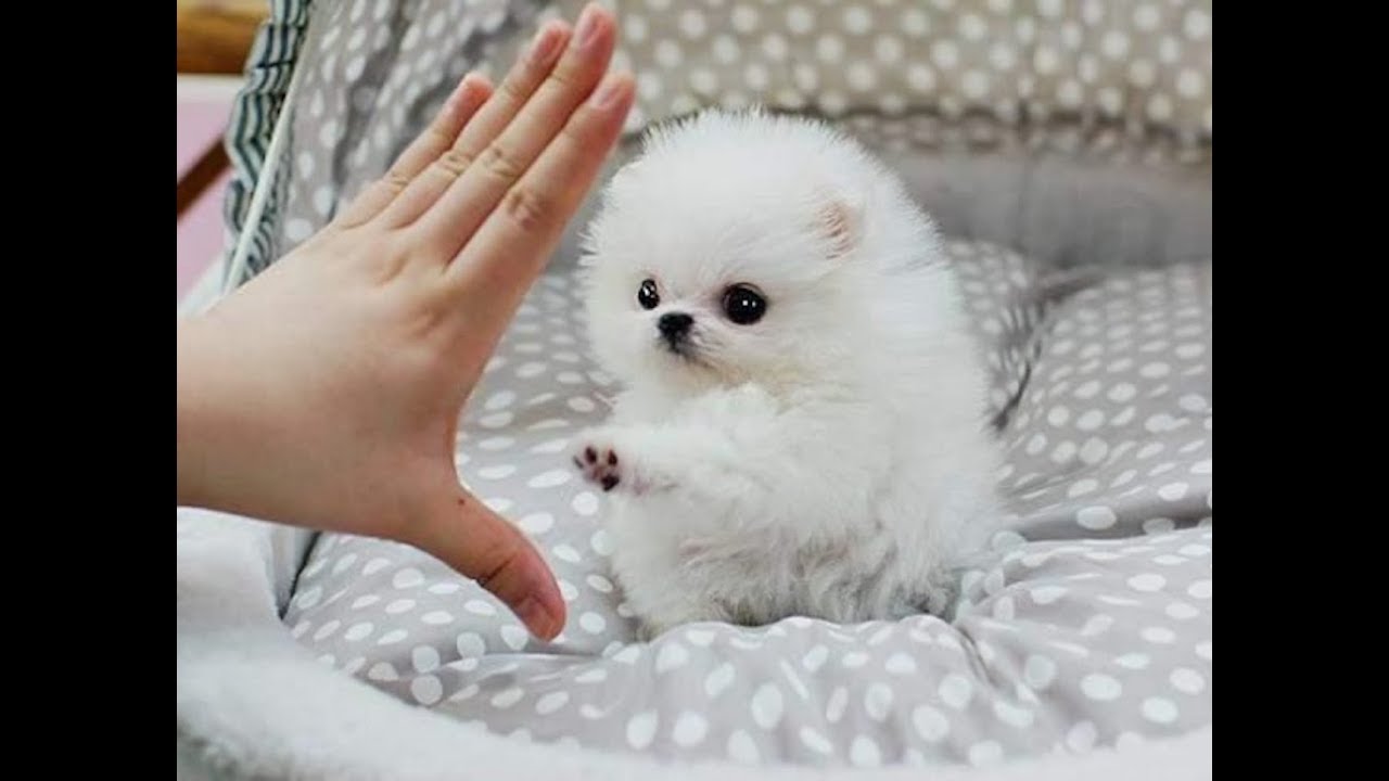犬の十戒 私をたたかないで 本気になったら私のほうが強いことを忘れないで くるちゃんねる 犬の十戒 私をたたかないで 本気になったら私のほうが強いことを忘れないで くるちゃんねる