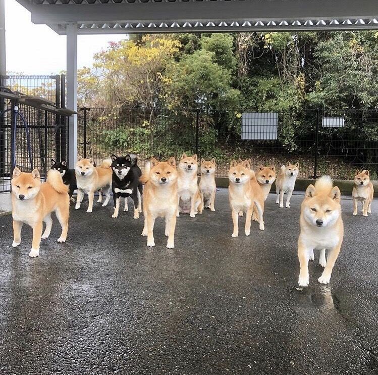 画像 ウチのイッヌ 可愛すぎる くるちゃんねる 画像 ウチのイッヌ 可愛すぎる くるちゃんねる