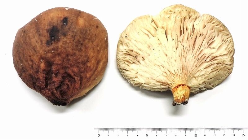 福井 シイタケと間違え毒キノコ食べる ツキヨタケで家族3人が食中毒 くるちゃんねる 福井 シイタケと間違え毒キノコ食べる ツキヨタケで家族3人が食中毒 くるちゃんねる