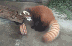 アライグマのこのポーズかわいすぎるｗｗｗｗ くるちゃんねる