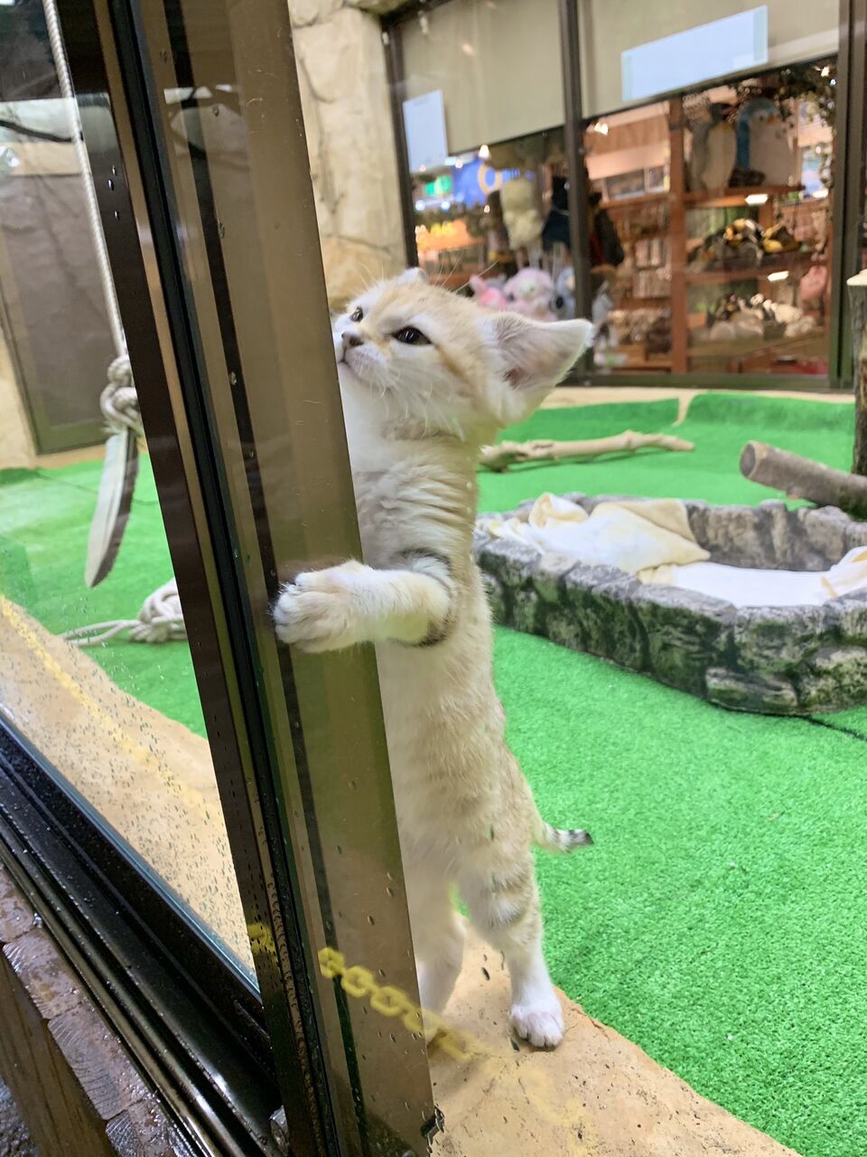 猫かわいすぎワロタwwwww ねこ って名前からしてかわいいよな くるちゃんねる