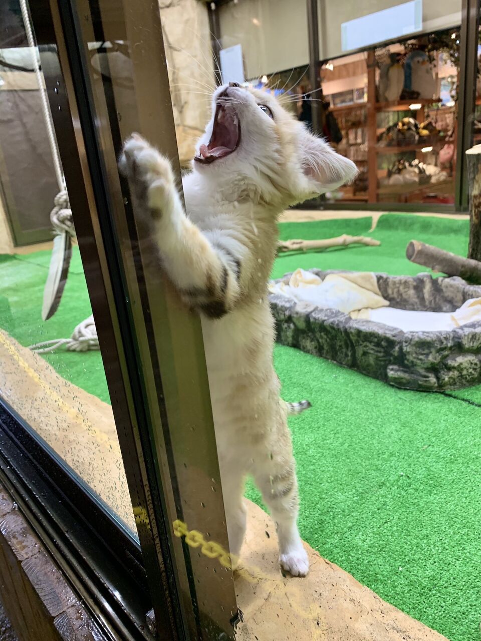 猫かわいすぎワロタwwwww ねこ って名前からしてかわいいよな くるちゃんねる