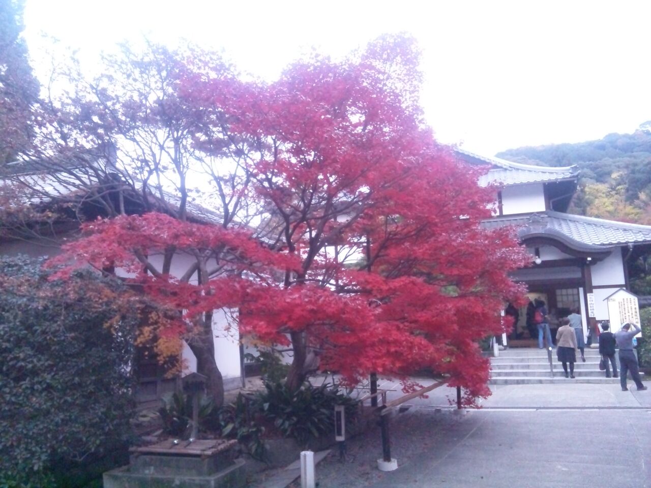 京都 青蓮院門跡の紅葉を見に来ました 格安スマホチャレンジ のらぼう日記