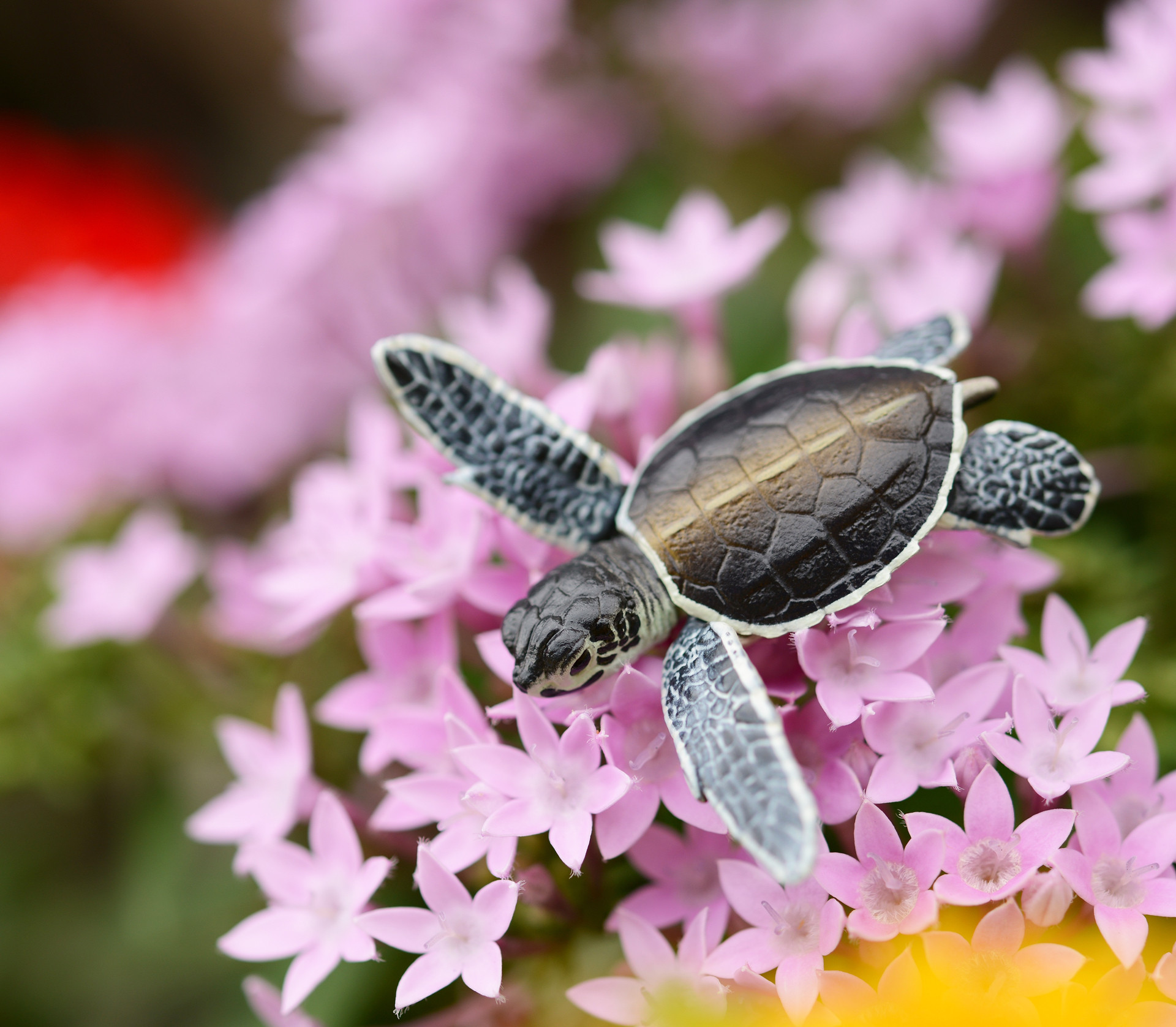 海洋堂　Naturetales アオウミガメ 海洋堂 Naturetales アオウミガメ