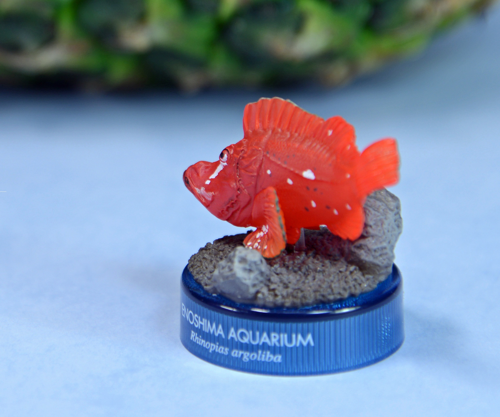 在庫国産 ヤフオク! - 新江ノ島水族館 立体生物図録2 ナミダカサゴ