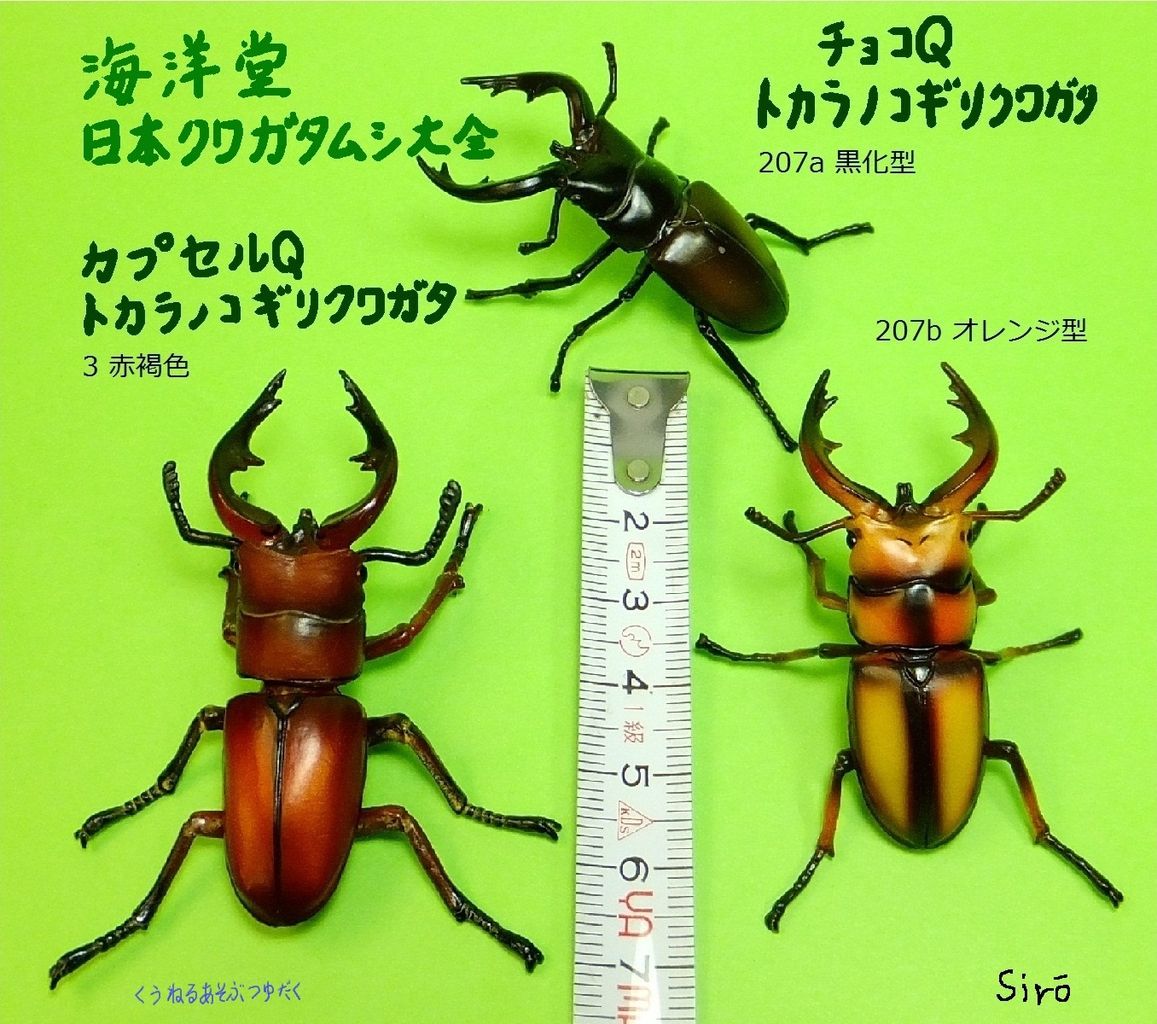 お得 黒化型 トカラノコギリクワガタ チョコq日本の動物第8弾 その他