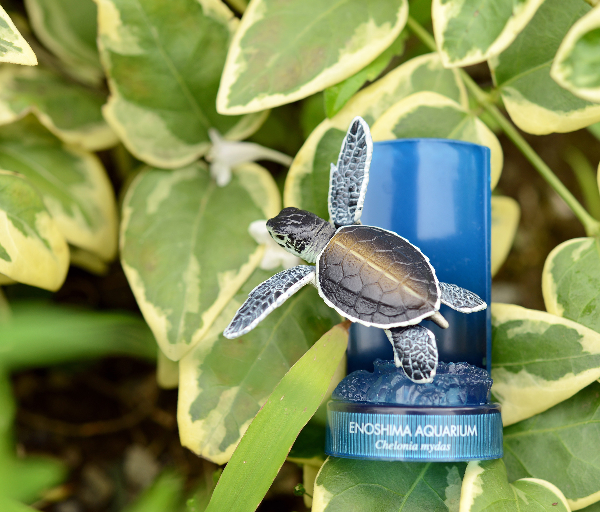 海洋堂　Naturetales アオウミガメ 海洋堂 Naturetales アオウミガメ