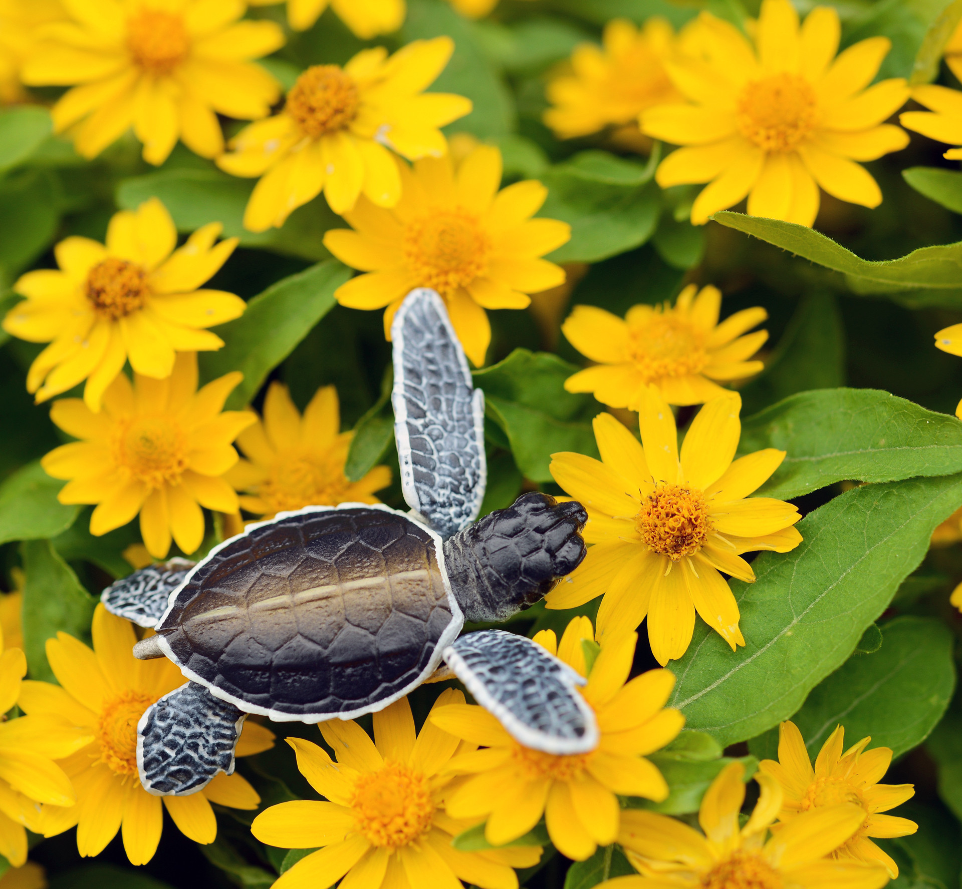 海洋堂 Naturetales アオウミガメ 海洋堂 Naturetales アオウミガメ