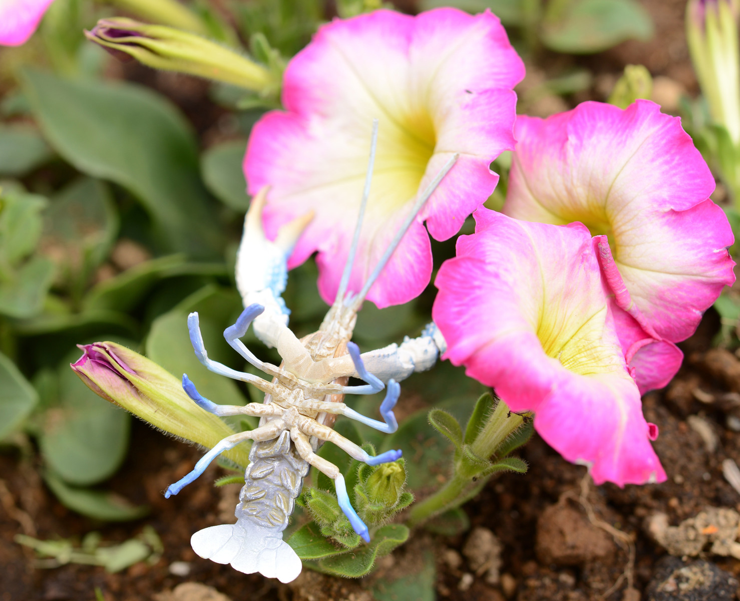 心臓穿ちのヴェル 銅製 ザリガニ 在銘 解剖学的な心臓 - 白い