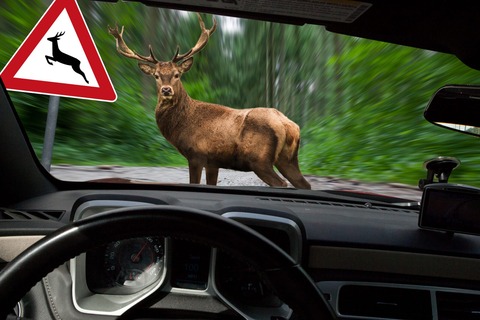 【悲報】ワイ、会社の車で『鹿』をはねてしまった結果ｗｗｗｗｗ
