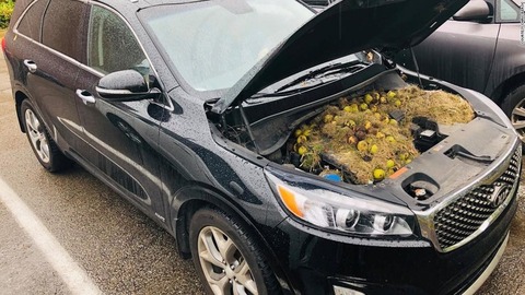 191008163603-02-walnuts-under-car-hood-super-169