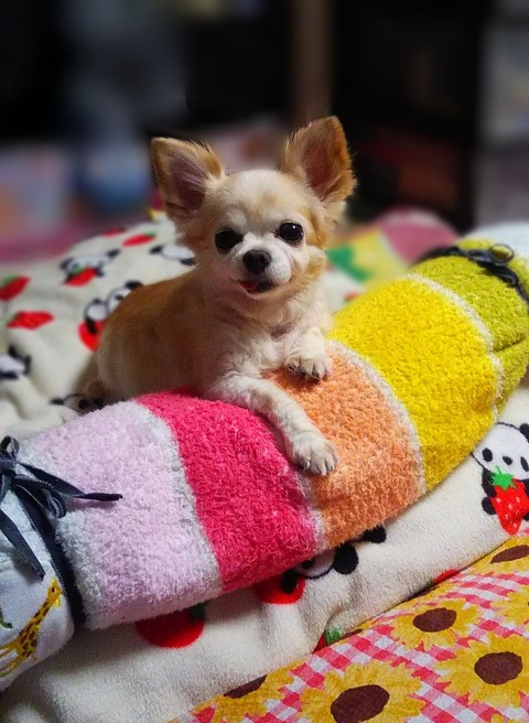 ありがとう