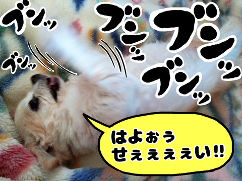 マッサージを催促する愛犬