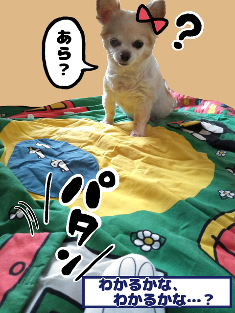 ベビーマットで遊ぶ愛犬